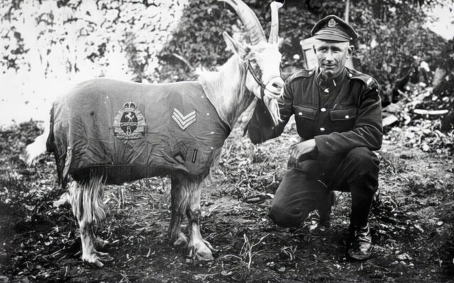 Sergeant Bill: WWI War Goat and Hero